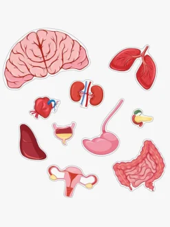 Barbo Toys Body Puslespil Pige 36 Brikker