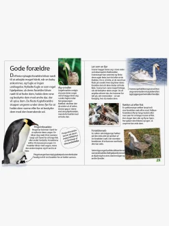 Ud i naturen - Fugle